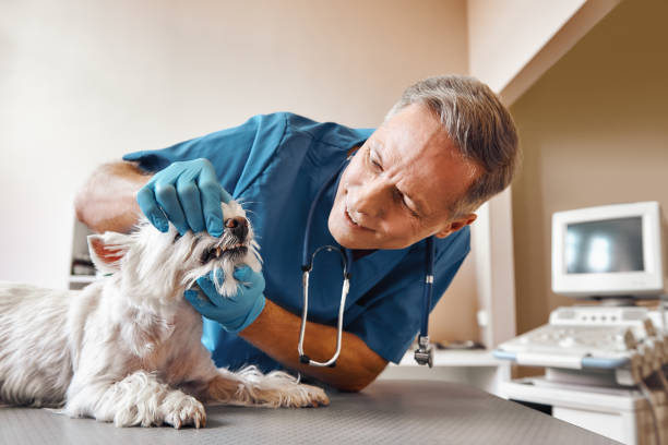 Best Emergency Root Canal Therapy in Oxon Hill, MD